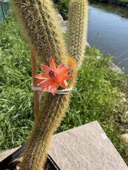 Preview: Hildewintera aureispina